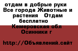 отдам в добрые руки - Все города Животные и растения » Отдам бесплатно   . Кемеровская обл.,Осинники г.